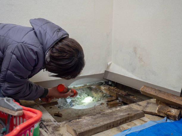 Best Mold Damage Restoration  in Glenmora, LA